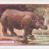 Rhinoceros.