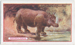 Rhinoceros.