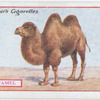 Camel.