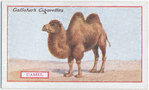 Camel.
