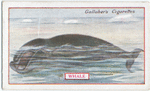 Whale.
