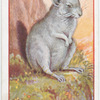 Chinchilla.