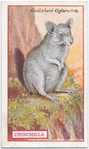 Chinchilla.