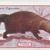 Fisher.