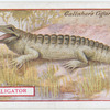 Alligator.