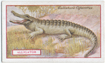 Alligator.
