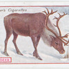 Reindeer.
