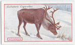 Reindeer.