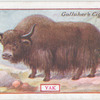 Yak.