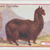 Alpaca.