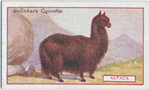 Alpaca.