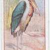 Adjutant Stork.