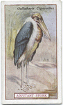 Adjutant Stork.
