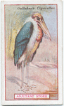 Adjutant Stork.