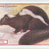 Skunk.
