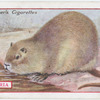 Nutria.