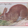 Rabbit.