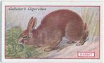 Rabbit.
