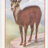 Chamois.