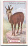 Chamois.