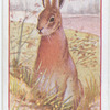 Hare.