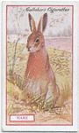 Hare.