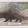 Porcupine.