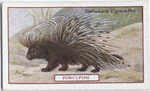 Porcupine.