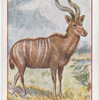 Antelope.