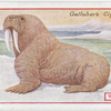 Walrus.
