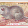 Opossum.