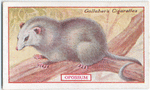 Opossum.