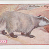 Badger.