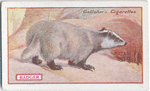 Badger.