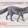 Silver Fox.