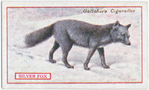 Silver Fox.