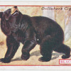 Black Bear.