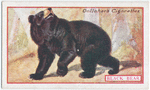 Black Bear.