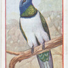 Humming bird.