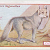 Coyote.