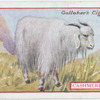 Cashmere goat.