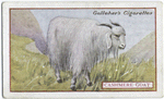 Cashmere goat.