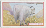 Cashmere goat.