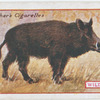 Wild Boar.