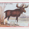 Moose.