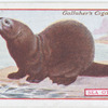 Sea Otter.