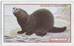 Sea Otter.