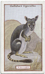 Wallaby.