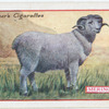 Merino sheep.