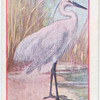 Egret.